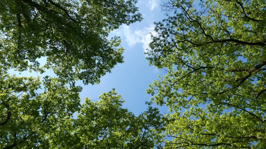 Sky Trees Dota 2 mod preview