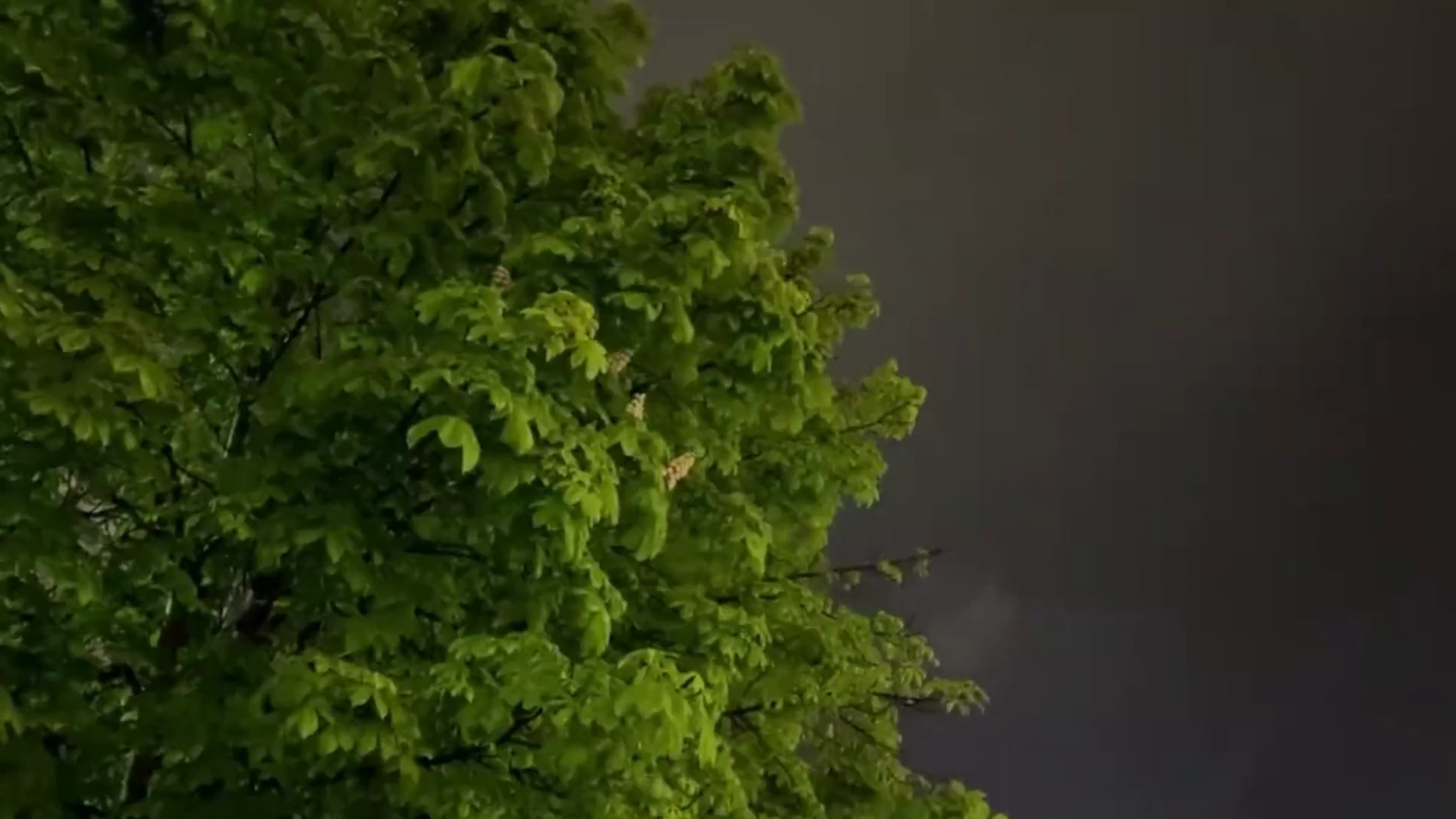 Cloudy Tree Dota 2 mod preview